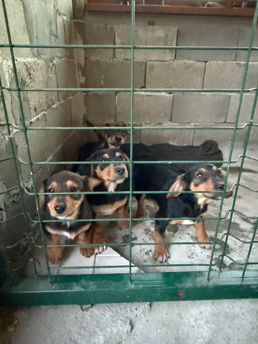 Продавам кученца