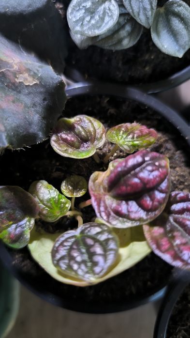 Пеперомия сморщеная 8 сортов