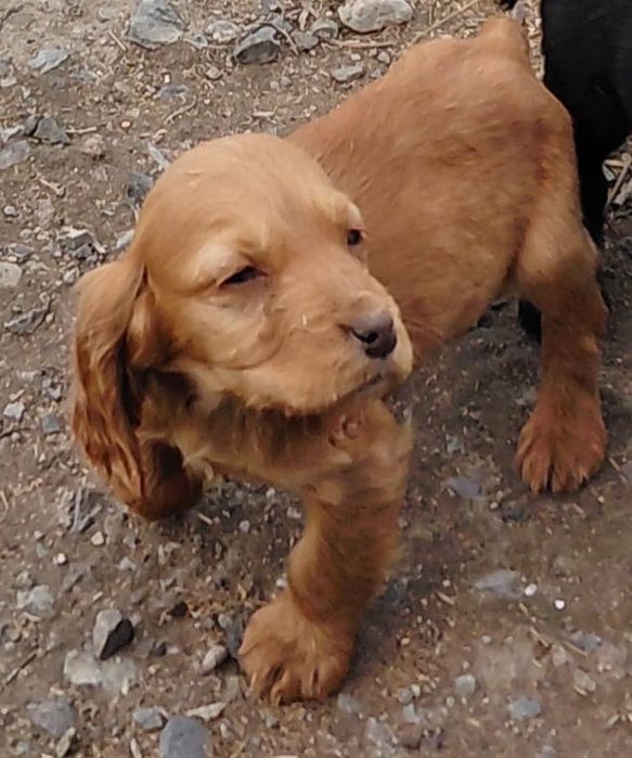 Собаки, щенята, спаниель