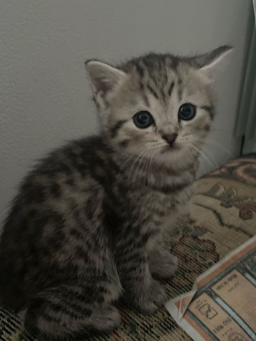 Котята милашки:)СРОЧНО ПРОДАЮ!