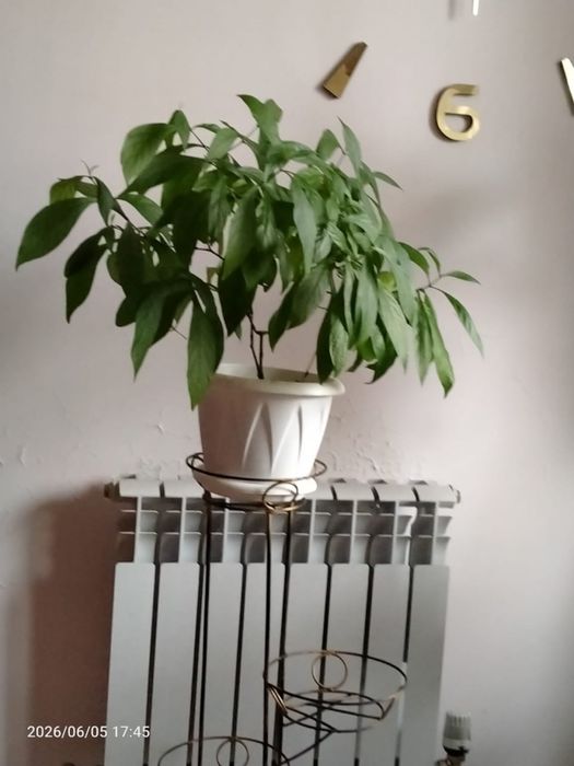 Продаю комнатные цветы