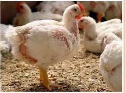 Pui zburatii de carne