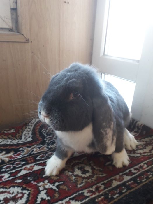 кролы фр бараны.