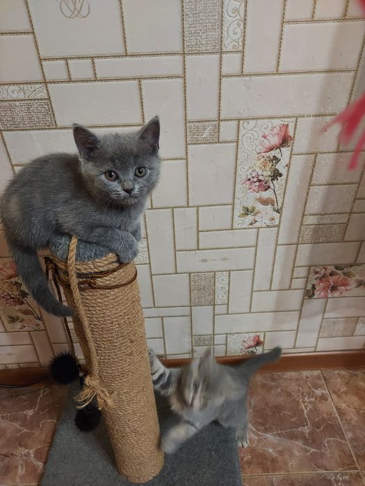 Продаю породистых котят