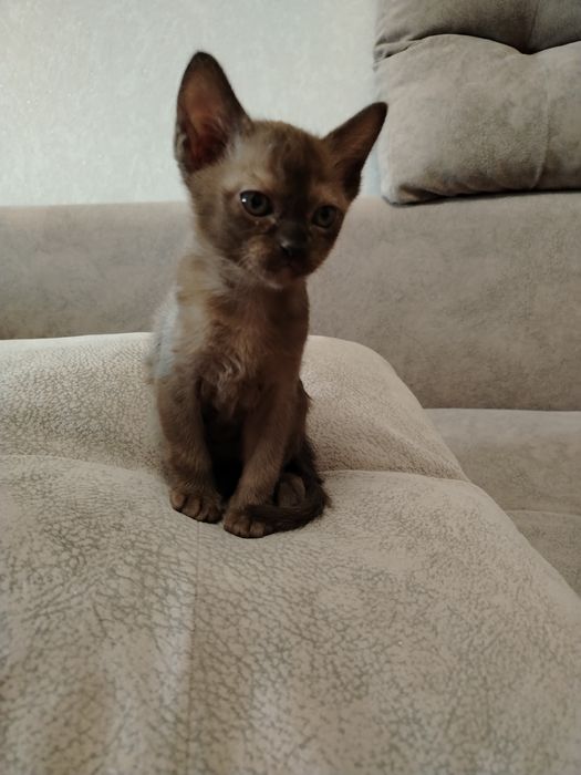 Котята Европейская Бурма