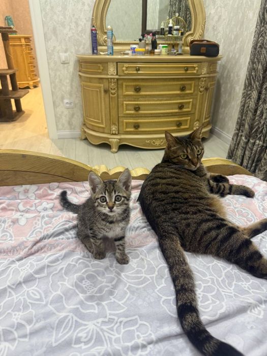 Отдам в добрые руки котята