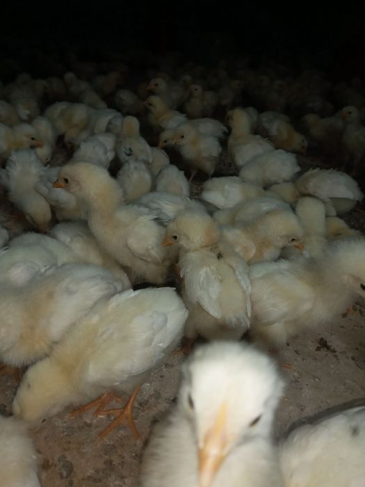 20 кунлик Жужа сотилади тез ва арзон