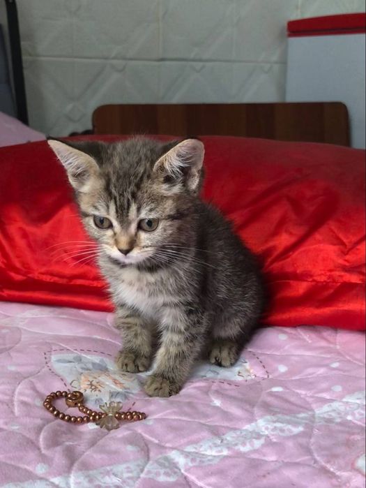 Британская катять 3 мес зотли Пародостый