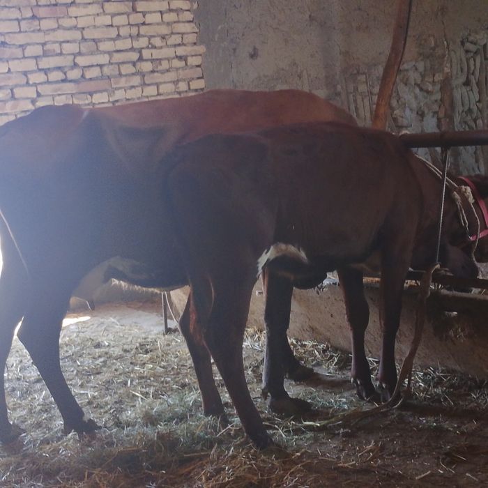 Qizilchōl sigir kafolati bilan