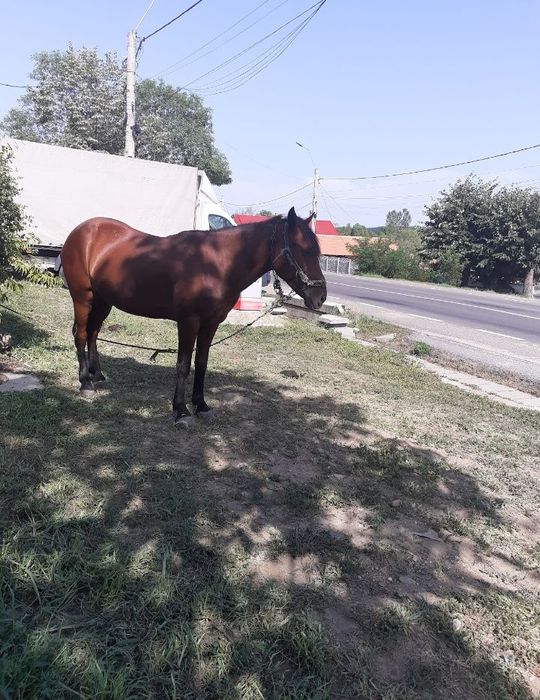 Iapa de 7 ani,trage foarte bine la căruță