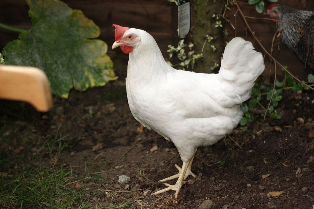 Tovuq tuxumi bor !!! Товук тухуми бор инкубатор учун