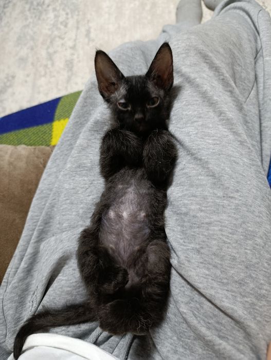 Отдам котёнка в добрые руки