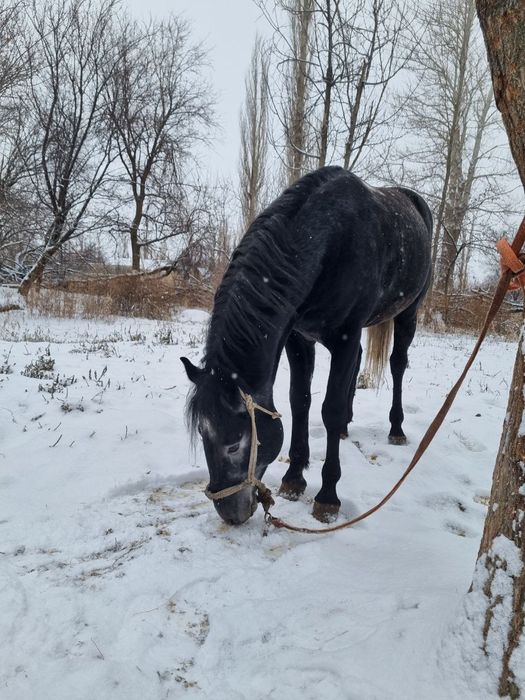 Ат, айғыр, жылқы, жеребец, конь, лошадь