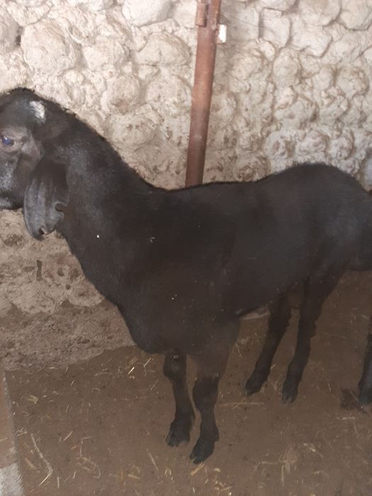 Кочкорлар бор Арзон