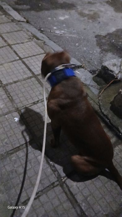 Питбул (питоподобно)