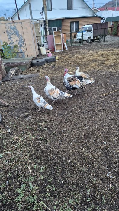Продам индюка и индюшек .
