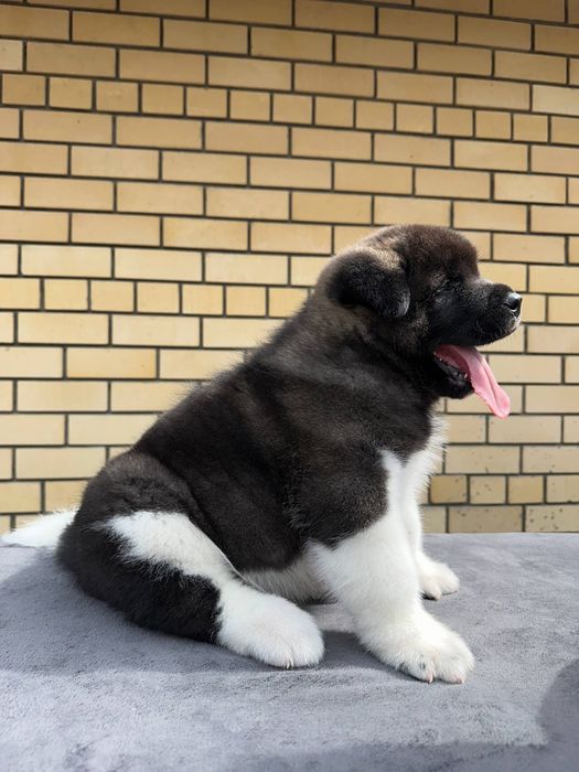 Зенки Американской Акиты