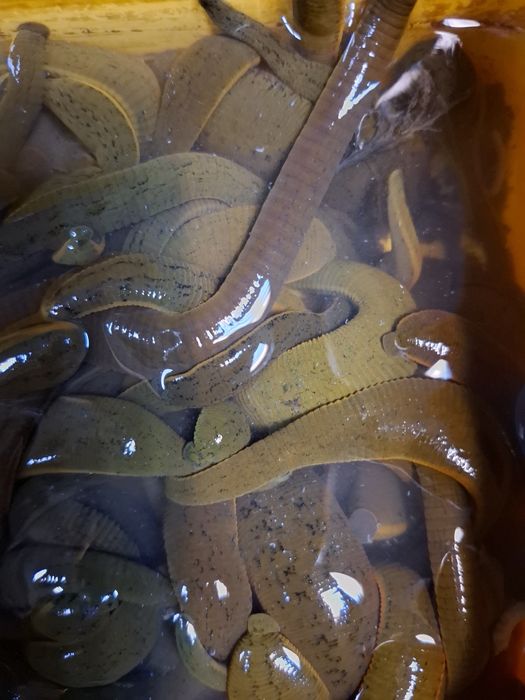 Пиявици за риболов