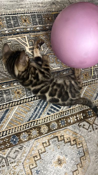 Котенок бенгальской породы