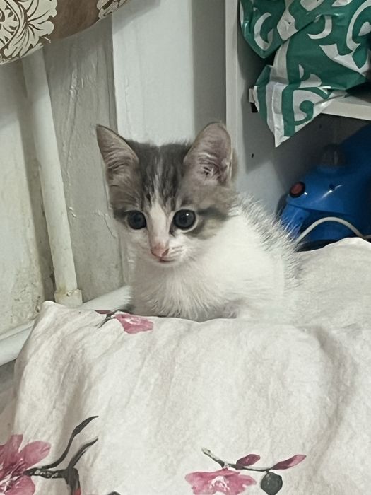 отдам котенка в добрые руки