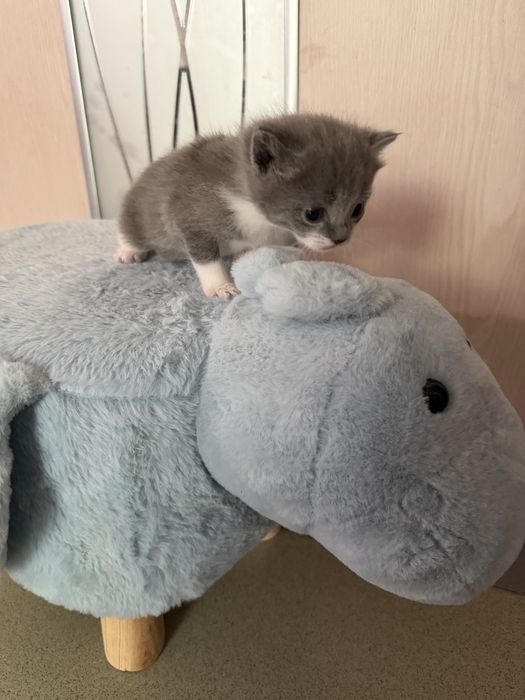 Котята красивые