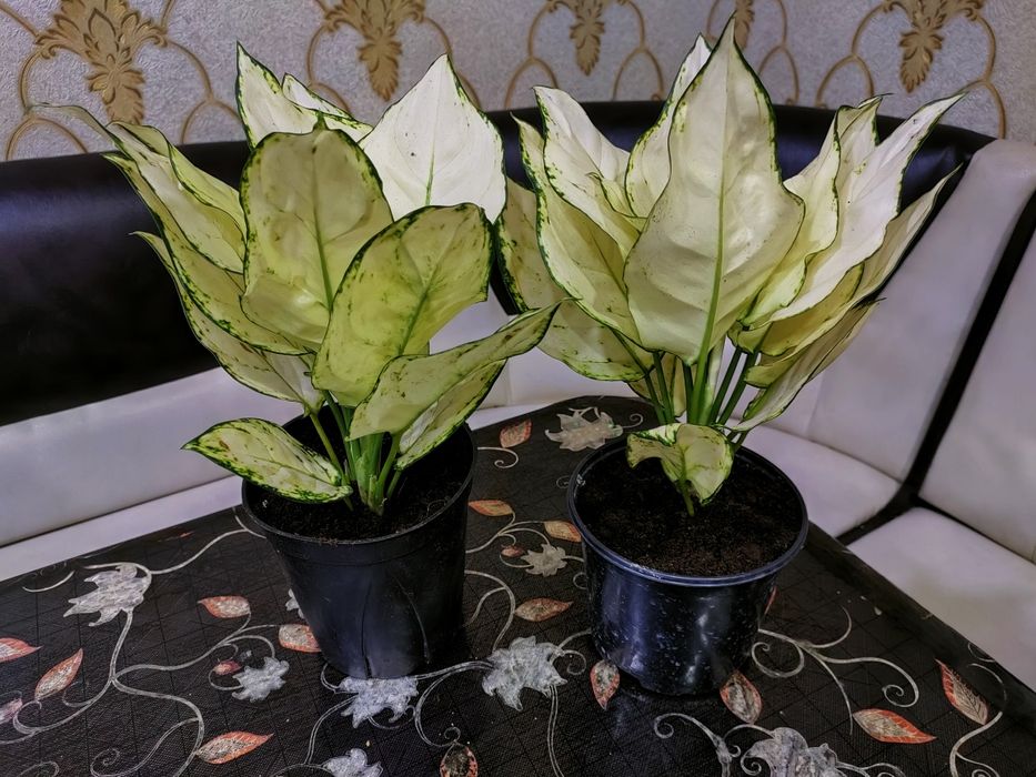 Подарки для близких. Доставка