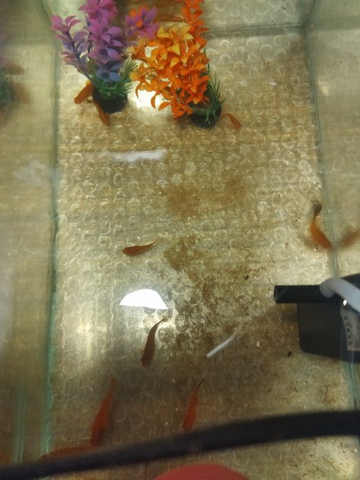 Акквариумистика ,