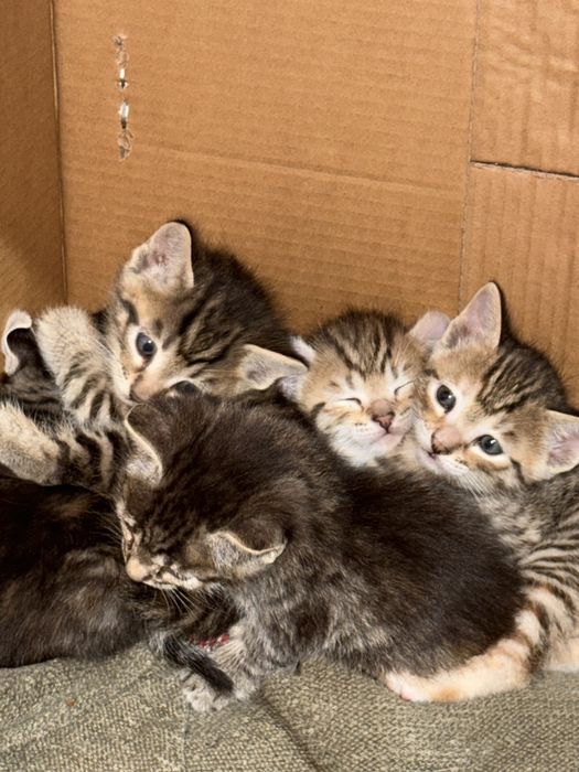 Котята полосатые