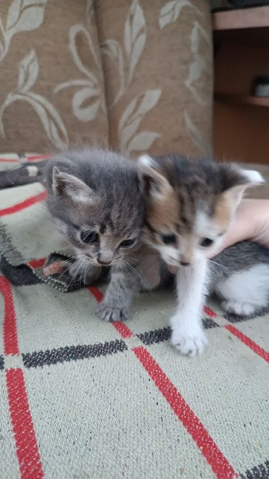 Котята скотиш фолд