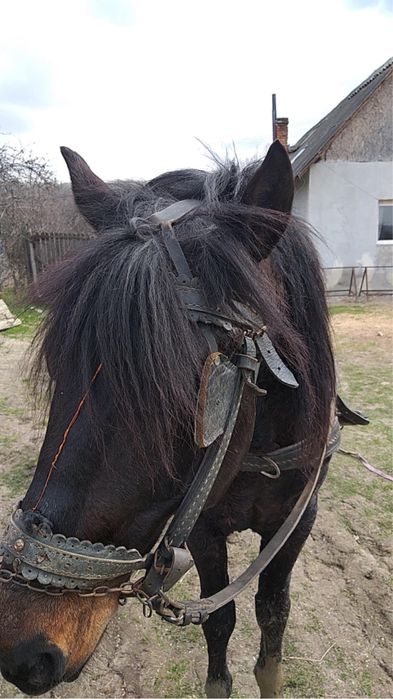 Vand cal  de padure.