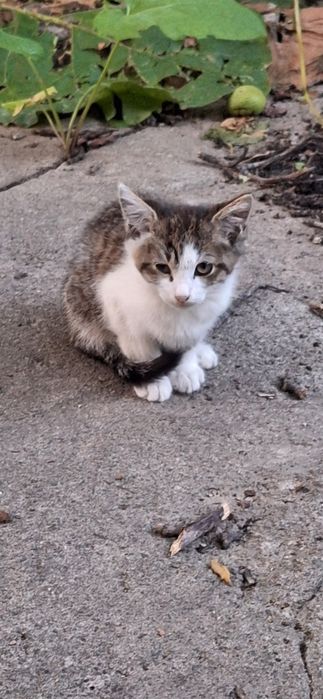 отдам Котёнка 2 месяца