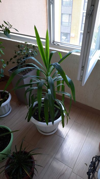 Продам Комнатные цветы