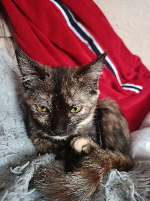 Кошки домашние одна черепашьего цвета,одна белого.