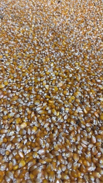 Vând Grăunțe uscate