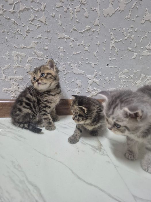 Продам котят Британской паровой