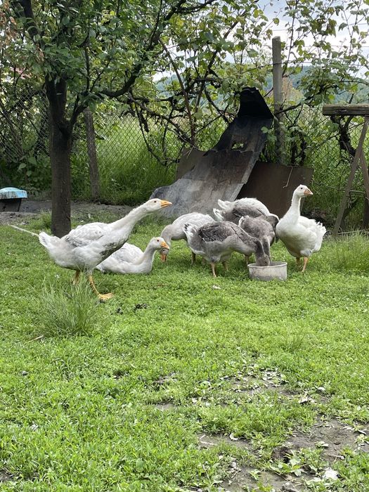 Vand oua de gâscă incubat sau consum