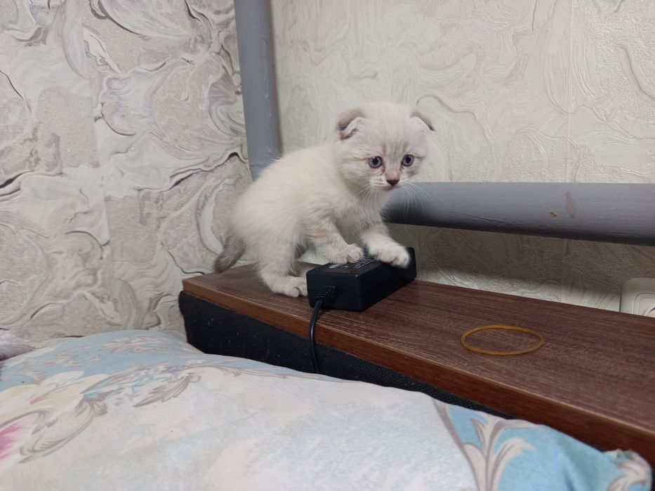 продам котенка британская веслоухая девочка