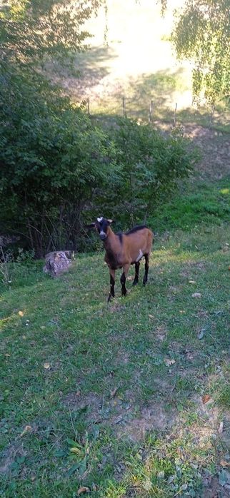 Țap metis de alpin