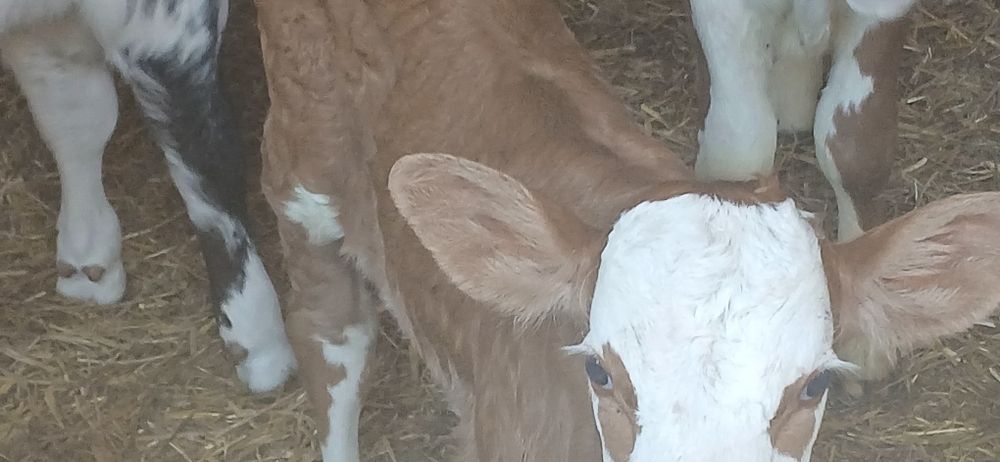 Vitei de lapte și intarcat