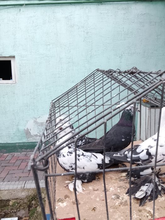 Голуби Сочи тараз