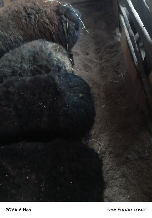 Кой семиз сатылады