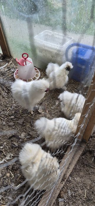 Perechi Mătase japoneza, Araucana și prepelițe