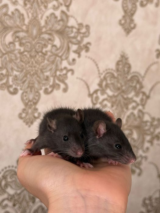 Крысы дамбо продам