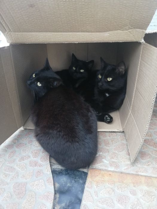 Подаряват се котета