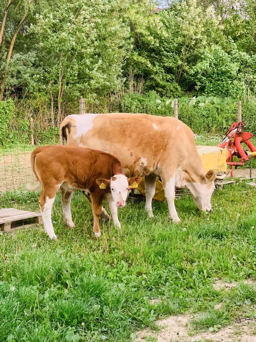 Vaca cu vitel baltata romaneasca