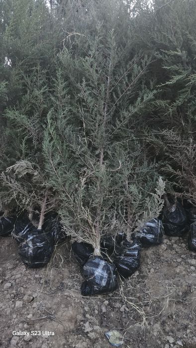 Арча кучат Маржавенник буйи 2-3 метр 5 йиллик нархи 50000 сум келишами