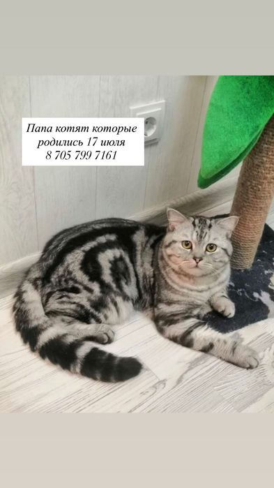 Шотландские котята