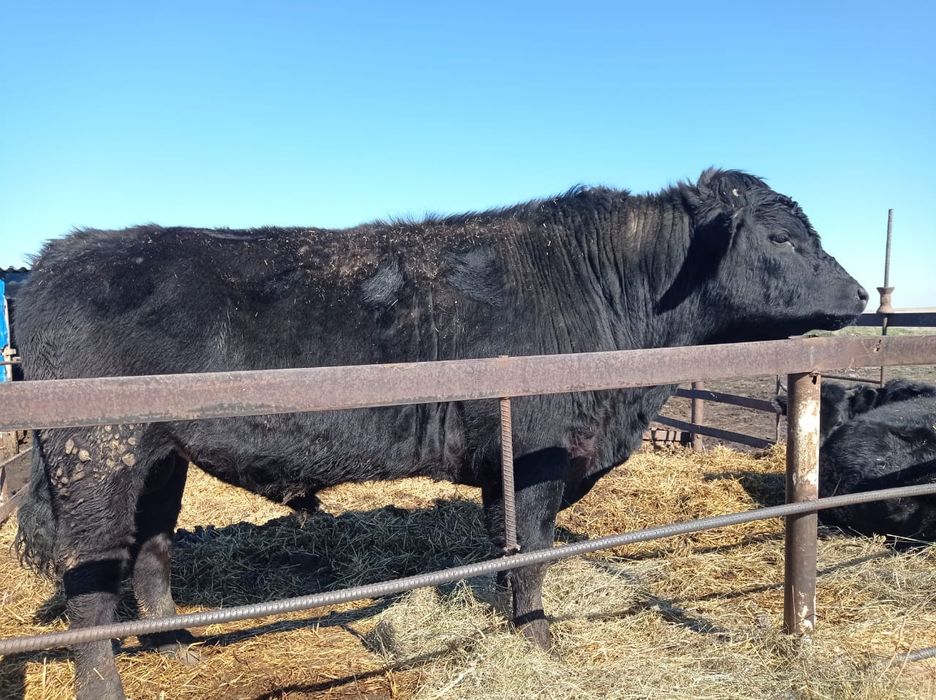 Продам быка 2.5 года