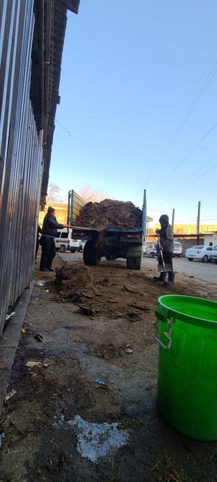 куй гунги бесплатно