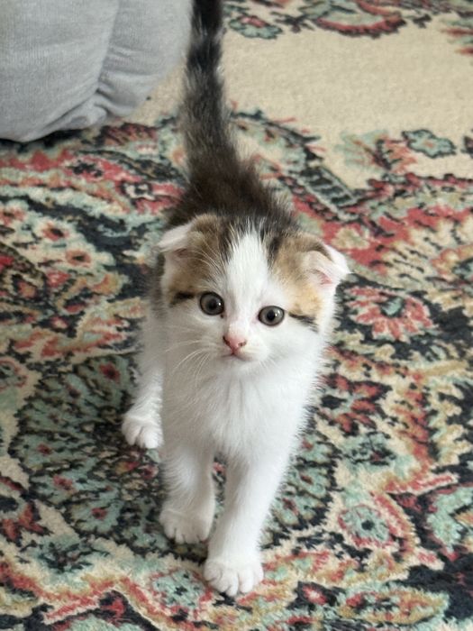 Продам шотландских котят